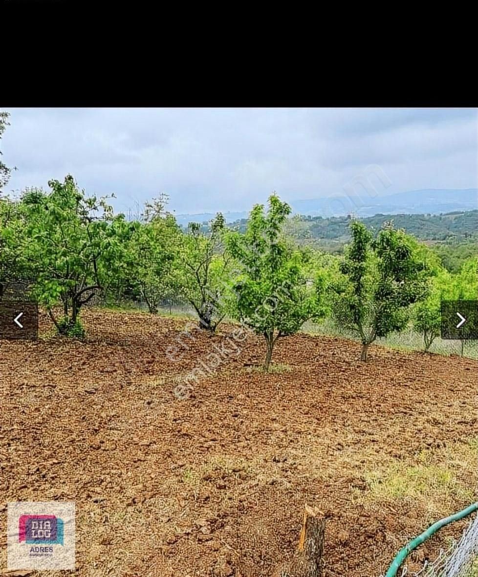 Kestel Babasultan Satılık Bağ & Bahçe Dialog Dan Babasultandan Acil Satılık Hisseli Bahçe