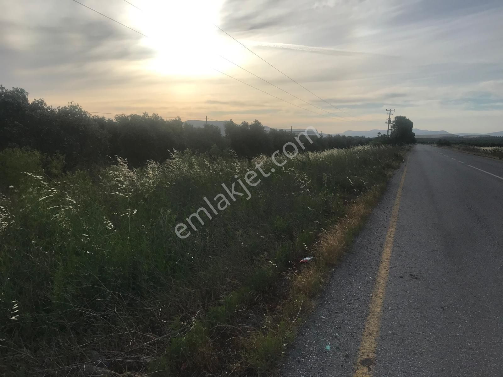 Akhisar Kapaklı Satılık Zeytinlik Kapaklı Mah 5300 M2 Asvalt Yol Üzeri Zeytinlik (emin'den)