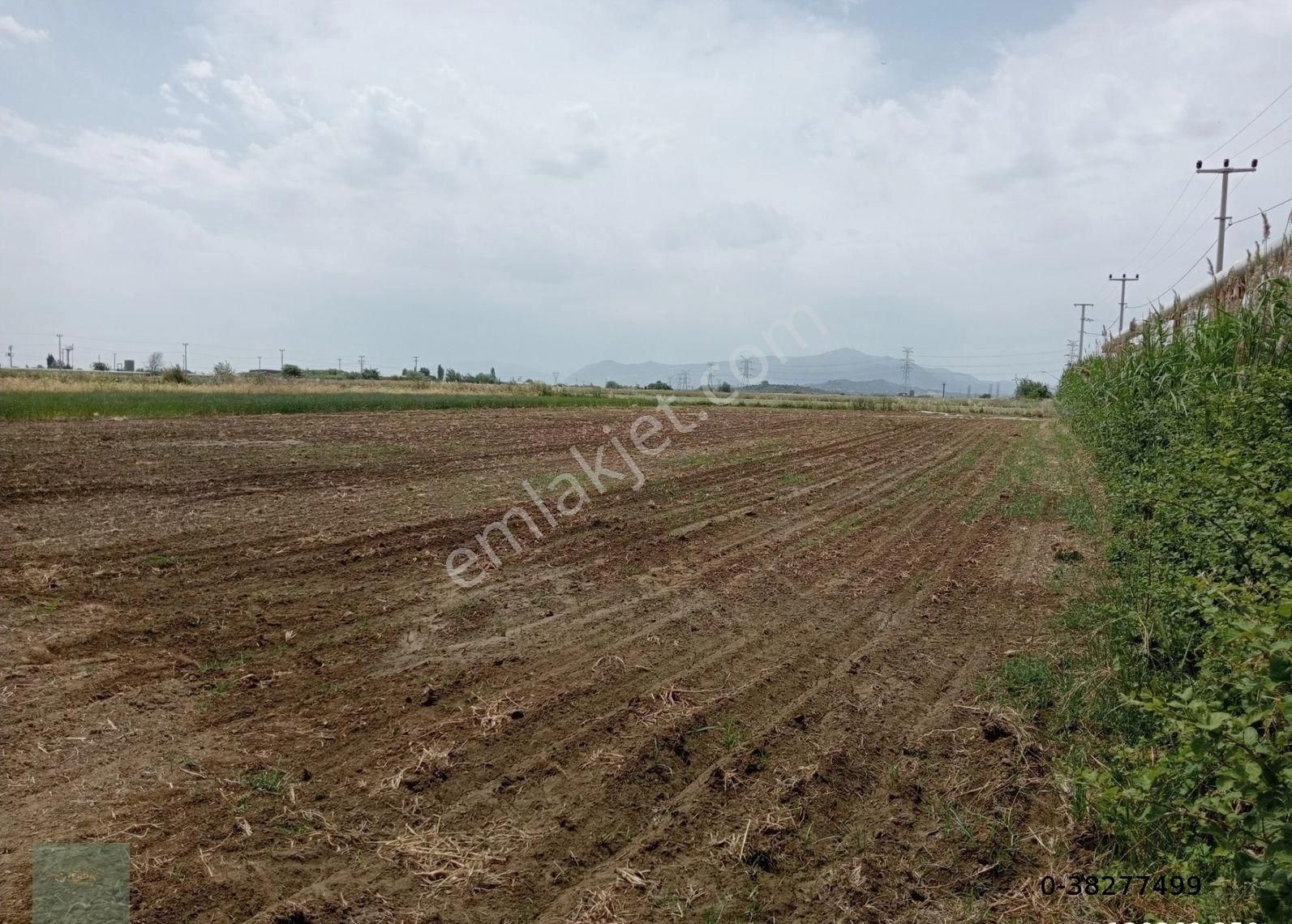 Germencik Ömerbeyli Satılık Bağ & Bahçe Aydın Germencik Ömerbeylide Yola Sıfır Verimli 2416 M2 Tarla