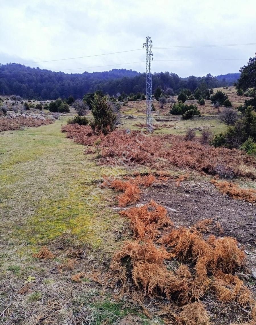 Mudurnu Hacıhalimler Köyü (Hüseyinpaşalar) Satılık Tarla Bolu Mudurnu Hacıhalimler Köyü Satılık(13538m2) Tarla