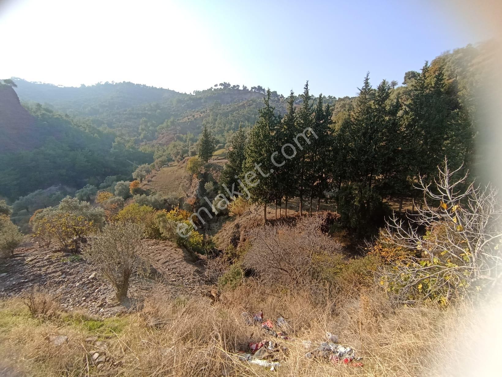 Balıkköy De Satılık Zeytinlik