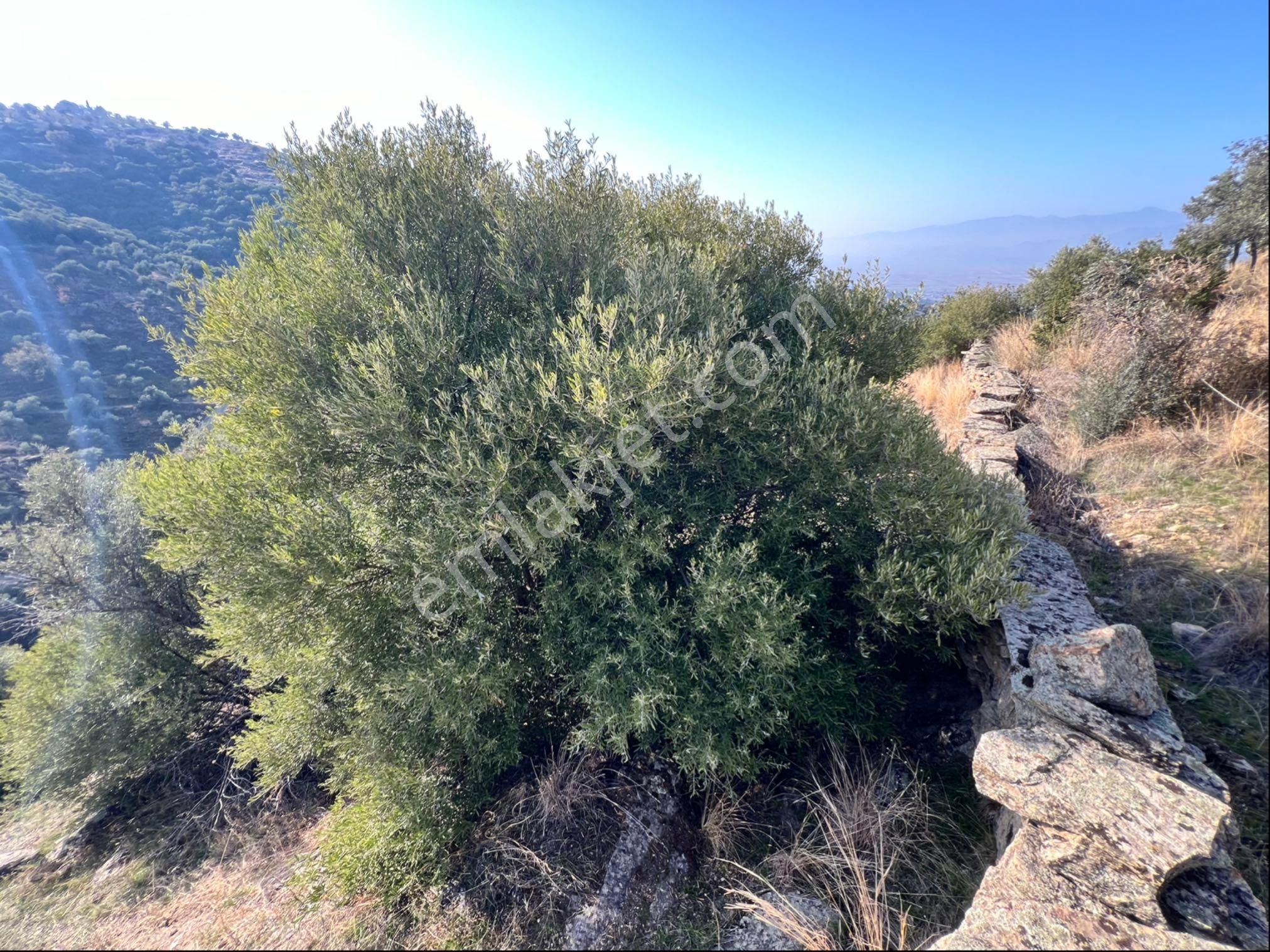 Yenipazar Da Satılık Zeytinlik - Görsel 14