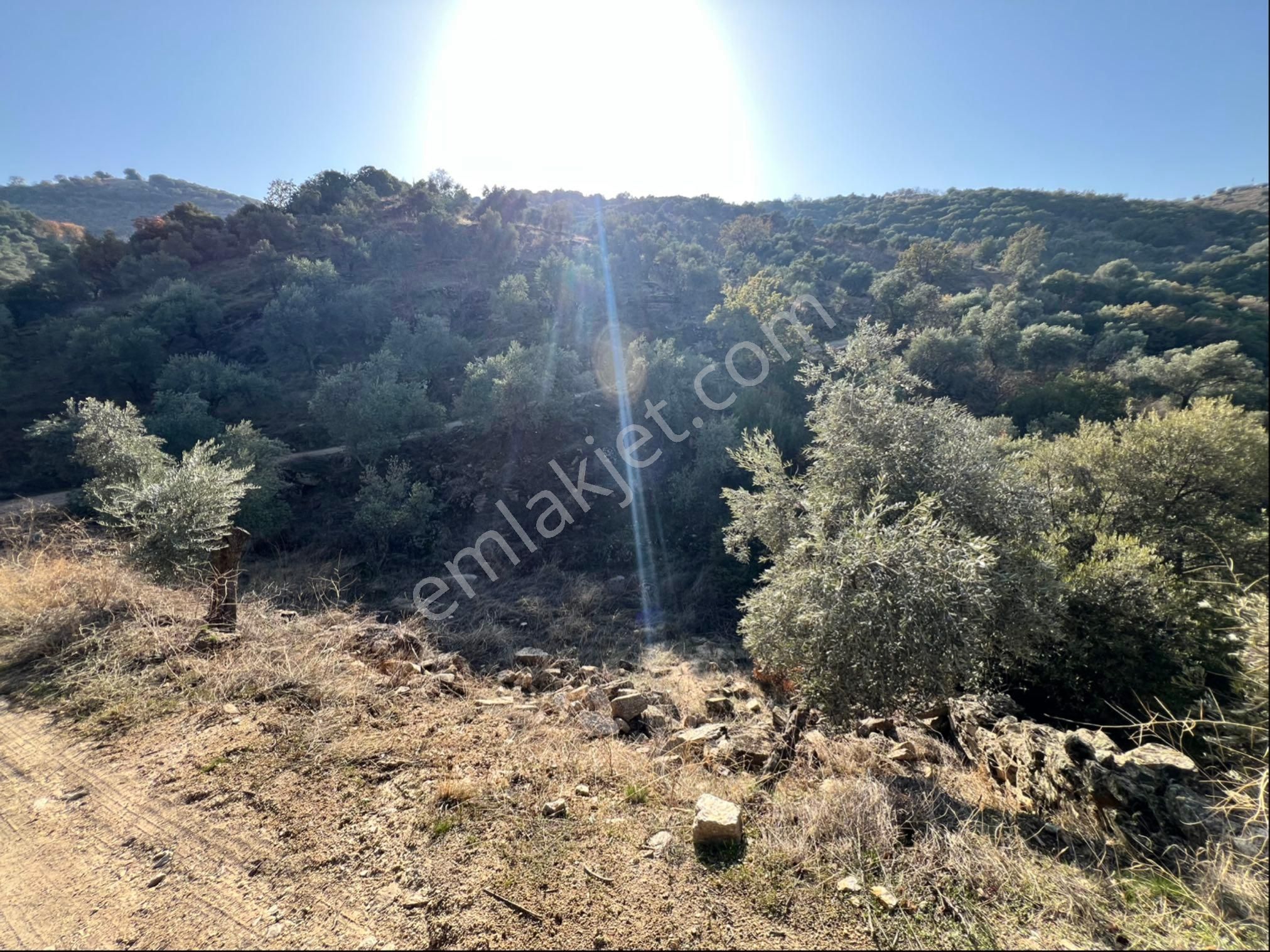 Yenipazar Da Satılık Zeytinlik - Görsel 9