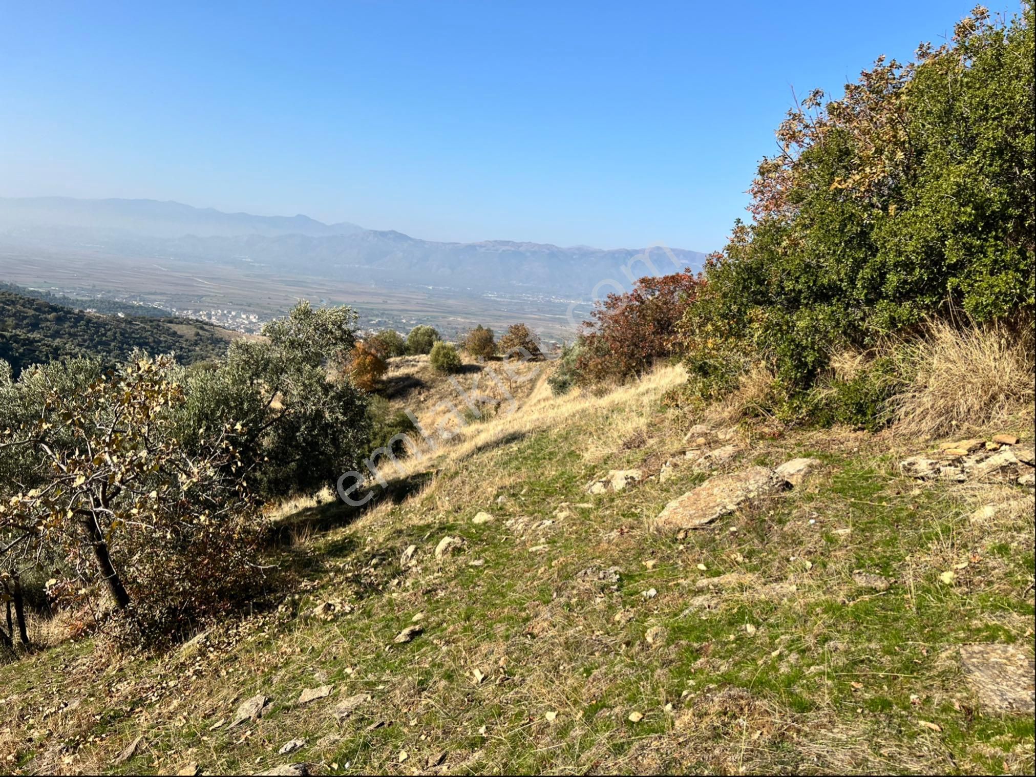 Yenipazar Da Satılık Zeytinlik - Görsel 26