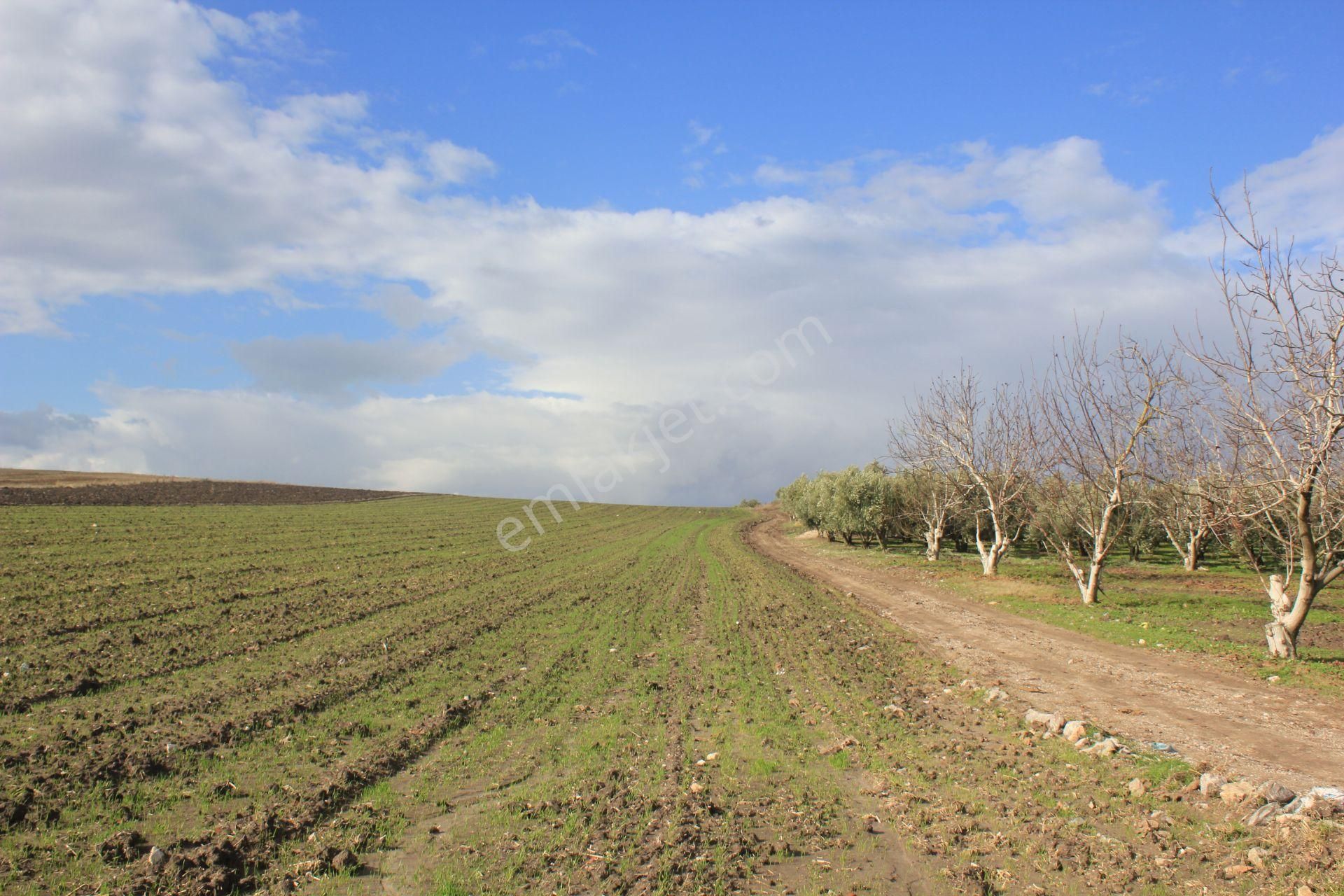 Karacabey Tophisar Satılık Tarla Bursa Karacabey Tophisar Yatırımlık 2650 M2 Tarla