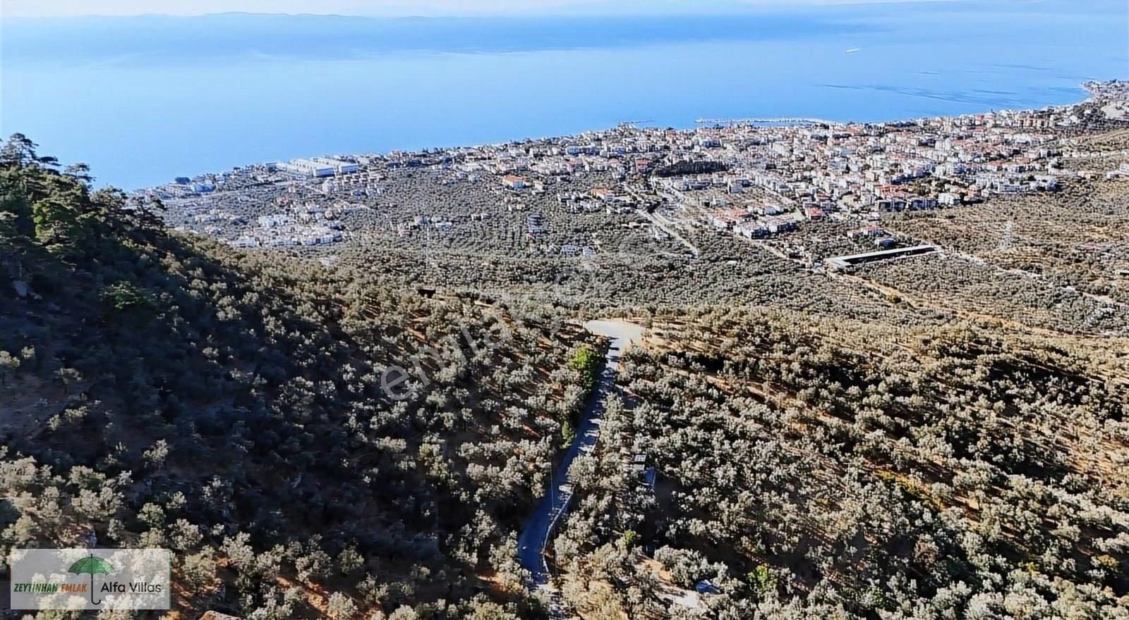 Ayvacık Adatepe Köyü (Adatepebaşı Mekarcan) Satılık Zeytinlik Adatepe Köyü Yoluna Cepheli Satılık Zeytinlik