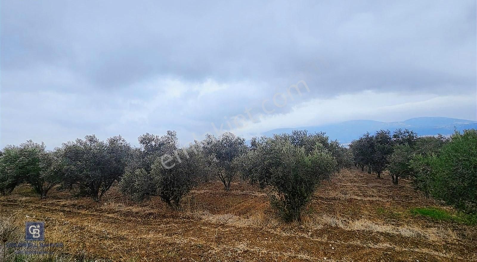 Kemalpaşa Akalan Satılık Tarla Kemalpaşa Akalan'da Ankara Asfaltına Yakın Satılık Arazi