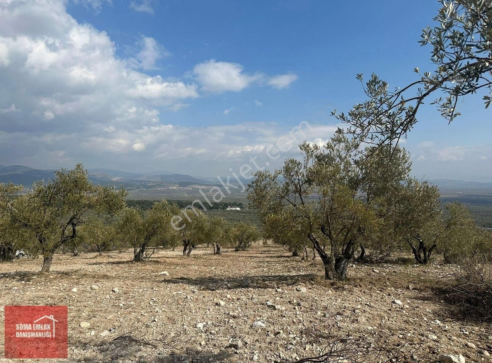 Kırkağaç Sarıağa Satılık Zeytinlik Soma Emlak* Satılık Kırkağaç Çamı Yakını 3400m2 Zeytinlik