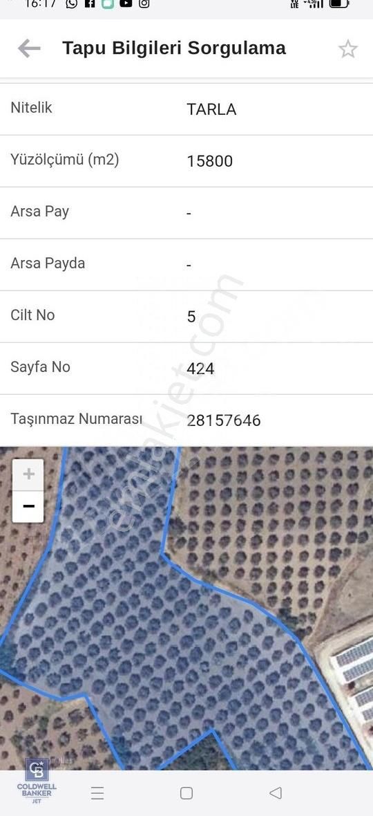 Karacabey Danişment Satılık Tarla Bursa Karacabey Yatırımlık Zeytinlik