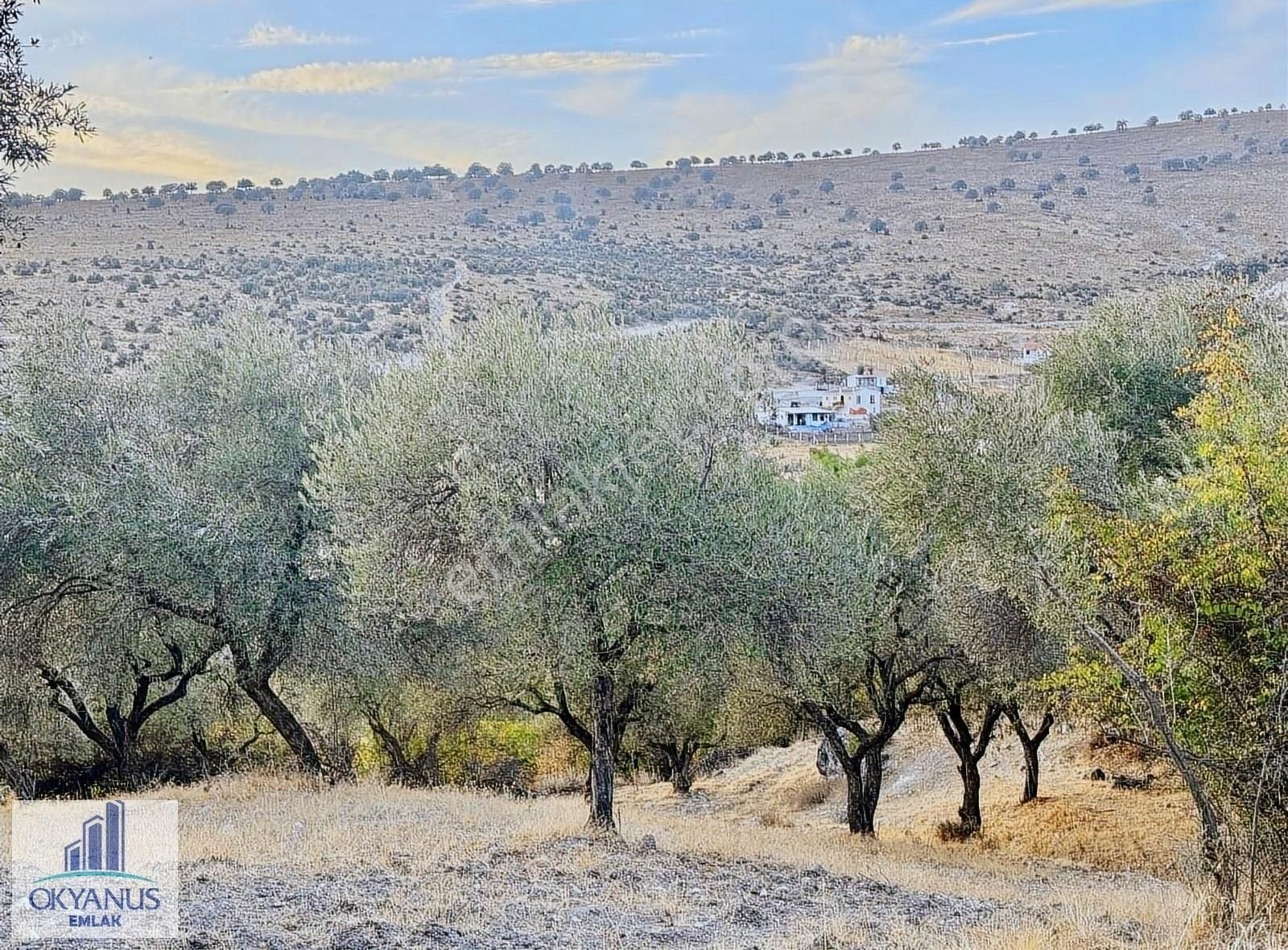 Kağan ' Da 2.900 M2 Zeytinlik, Yola 60 Mt Cepheli , 40 Adet Ağaç - Görsel 17