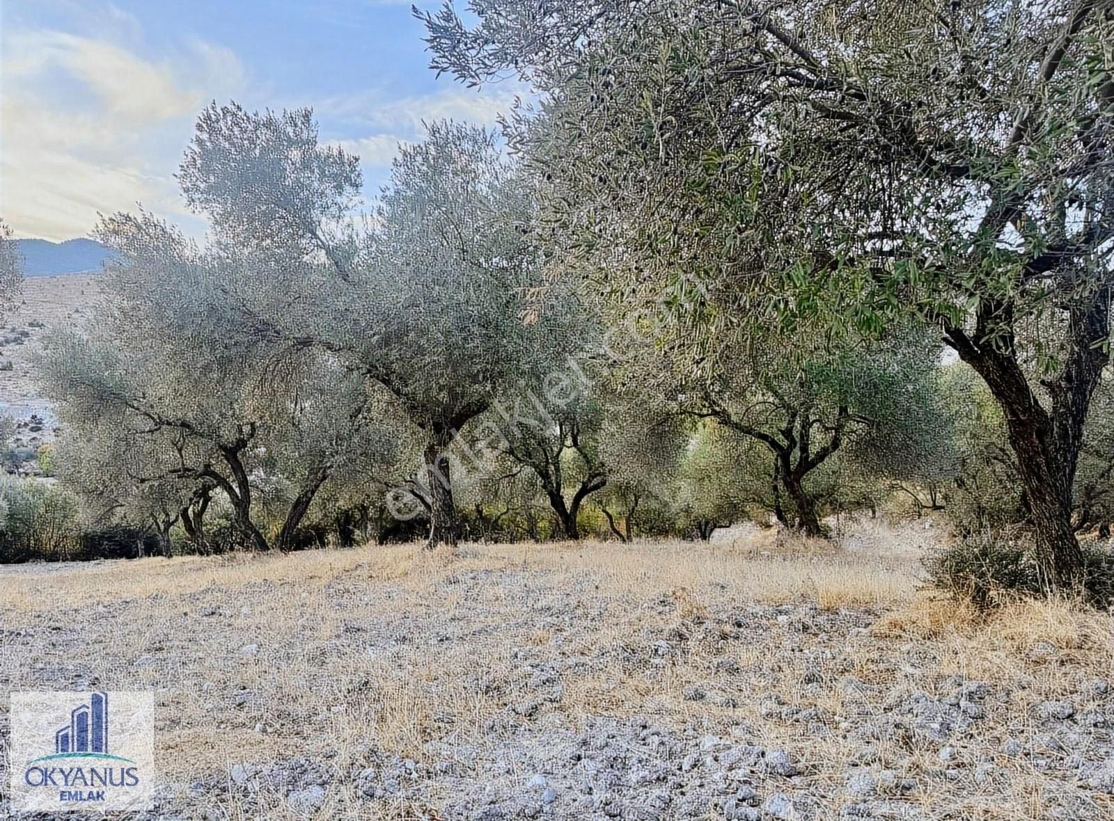 Kağan ' Da 2.900 M2 Zeytinlik, Yola 60 Mt Cepheli , 40 Adet Ağaç - Görsel 11