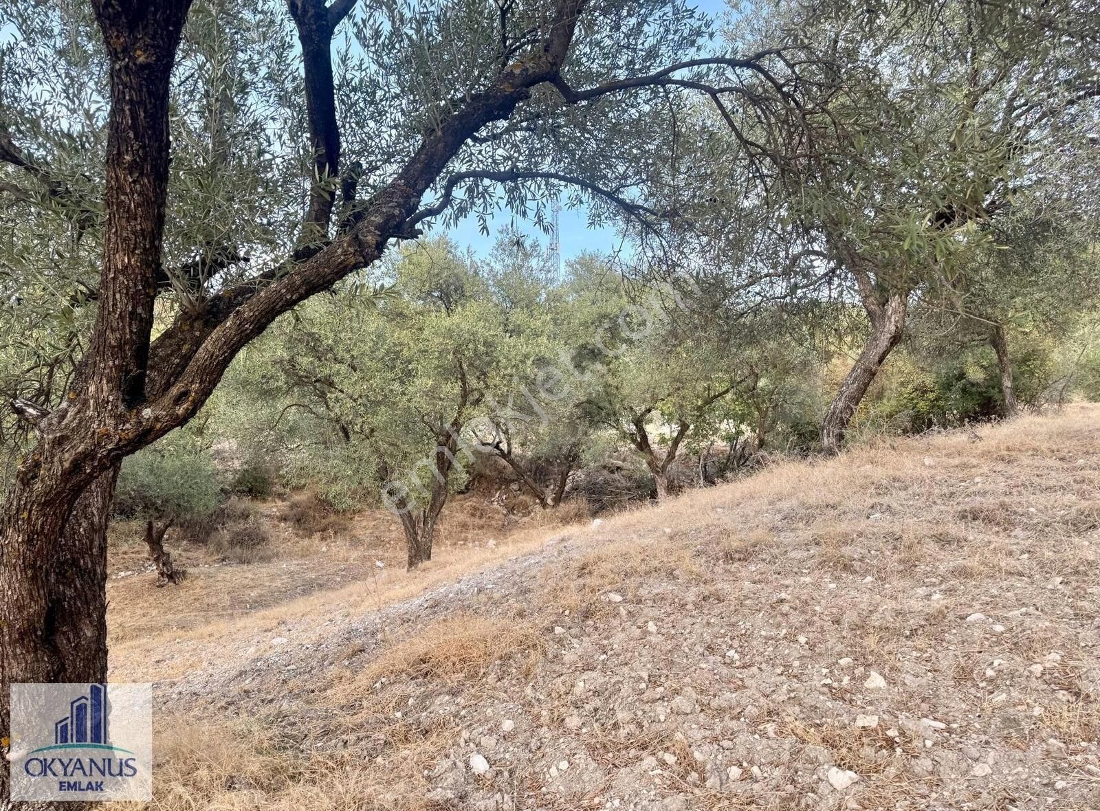 Kağan ' Da 2.900 M2 Zeytinlik, Yola 60 Mt Cepheli , 40 Adet Ağaç - Görsel 18