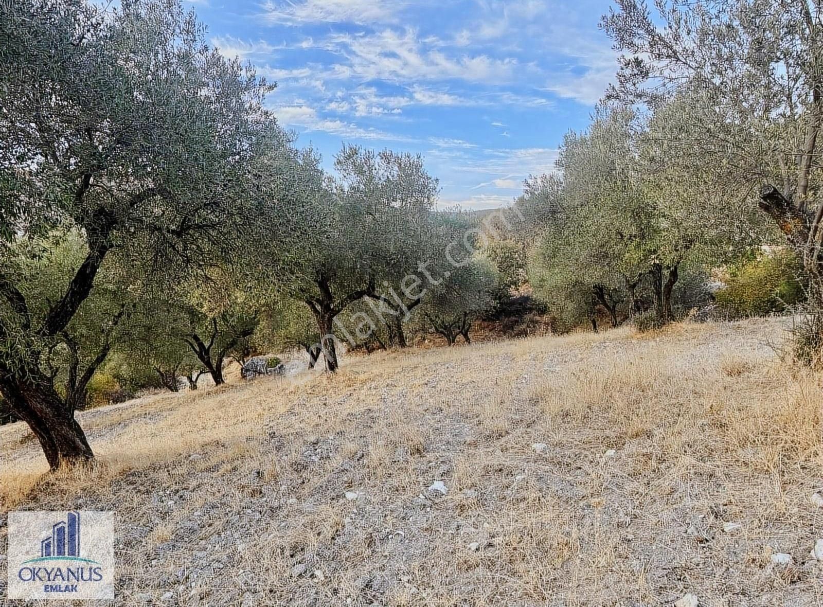 Kağan ' Da 2.900 M2 Zeytinlik, Yola 60 Mt Cepheli , 40 Adet Ağaç - Görsel 16