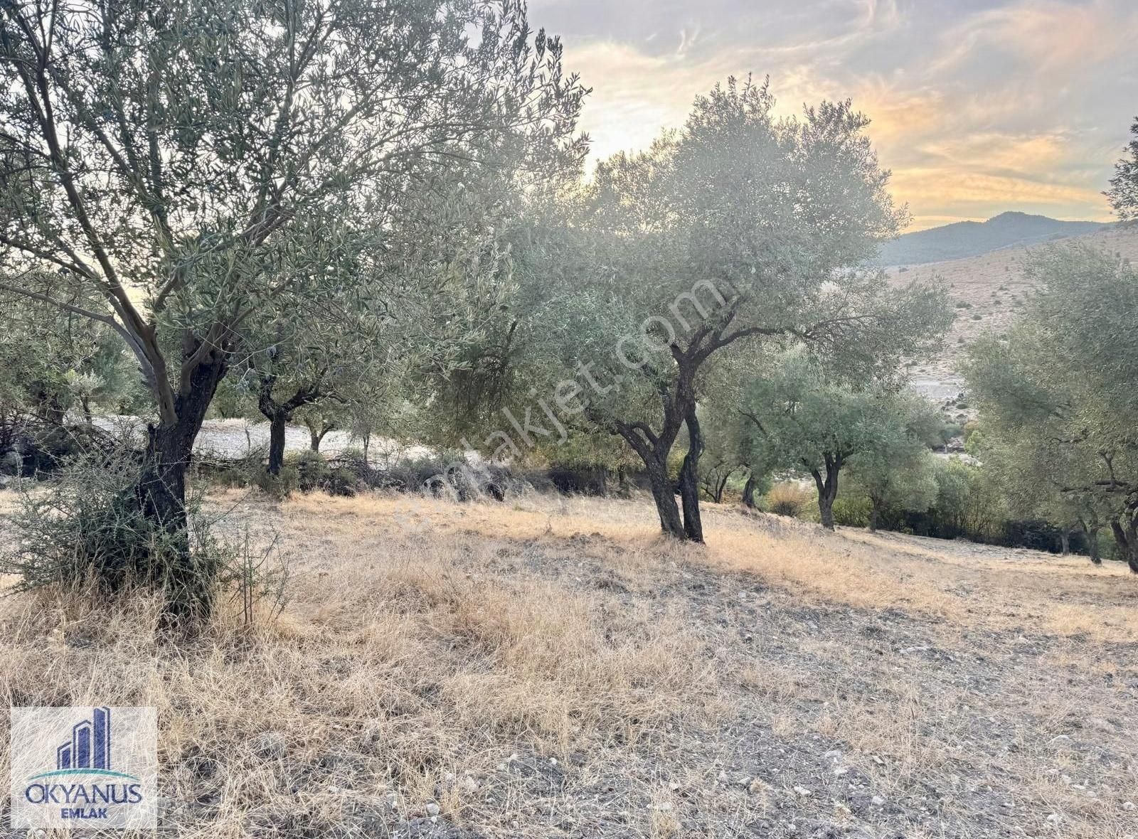 Kağan ' Da 2.900 M2 Zeytinlik, Yola 60 Mt Cepheli , 40 Adet Ağaç - Görsel 2