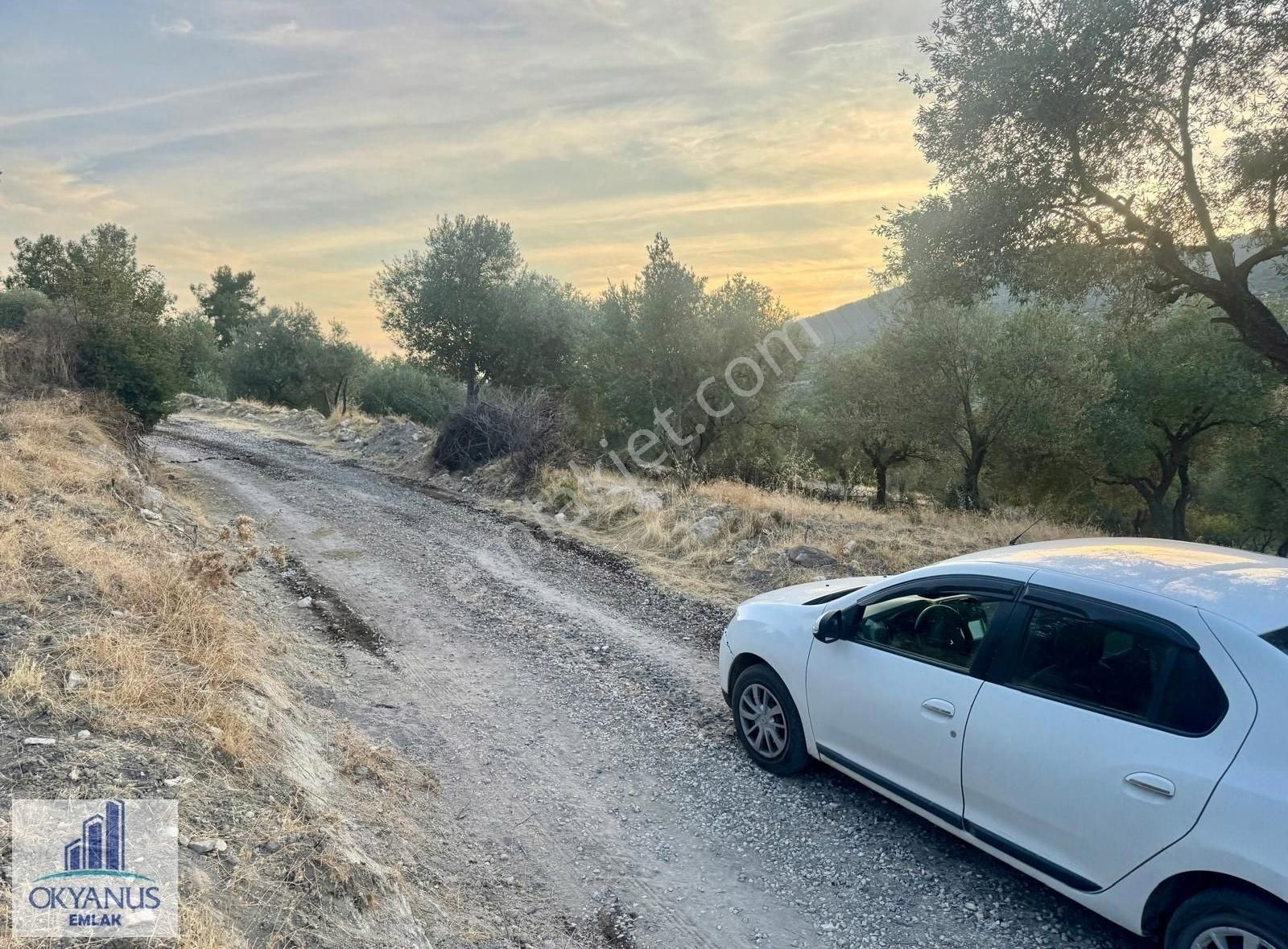 Kağan ' Da 2.900 M2 Zeytinlik, Yola 60 Mt Cepheli , 40 Adet Ağaç - Görsel 25