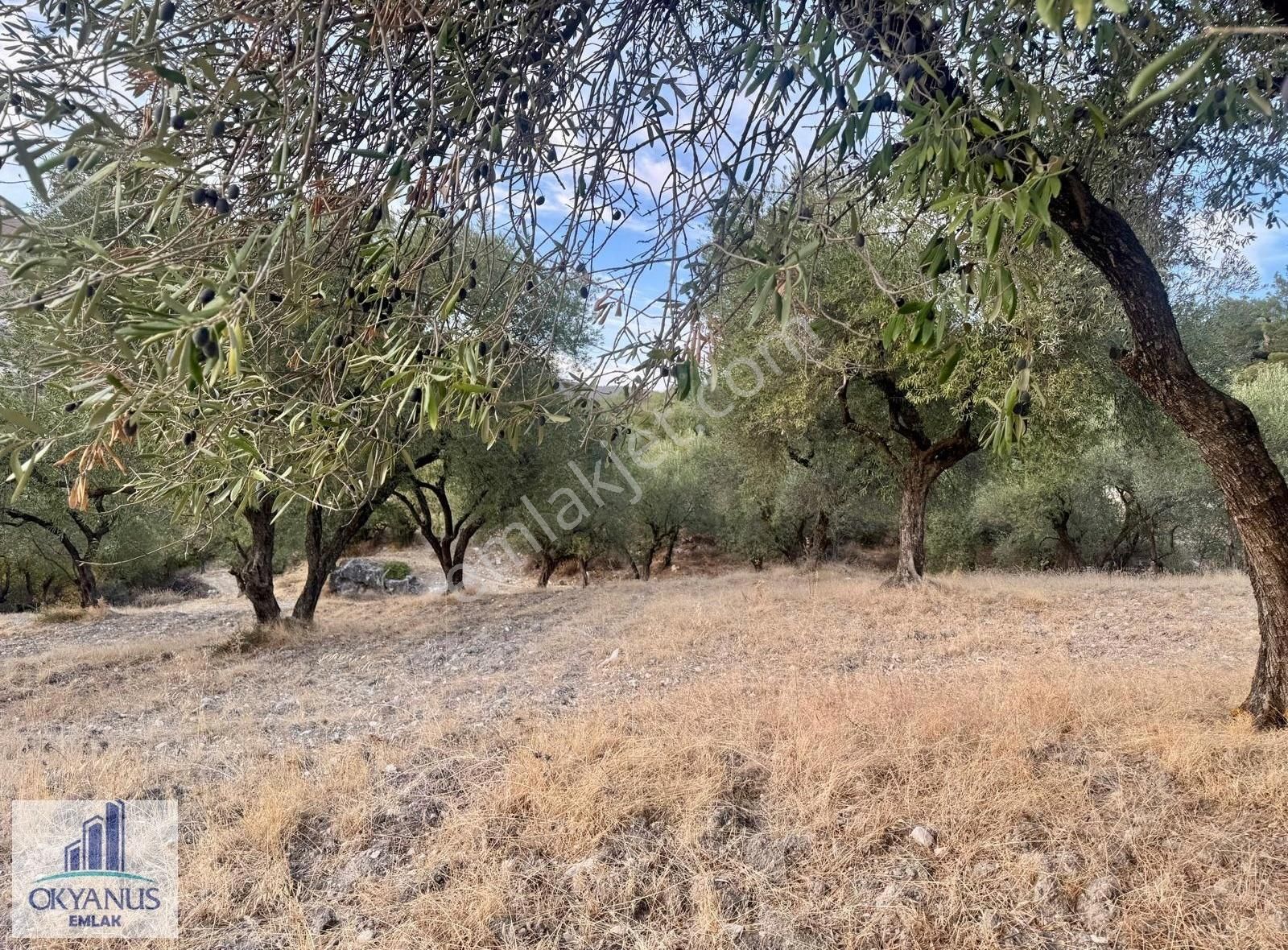 Kağan ' Da 2.900 M2 Zeytinlik, Yola 60 Mt Cepheli , 40 Adet Ağaç - Görsel 27