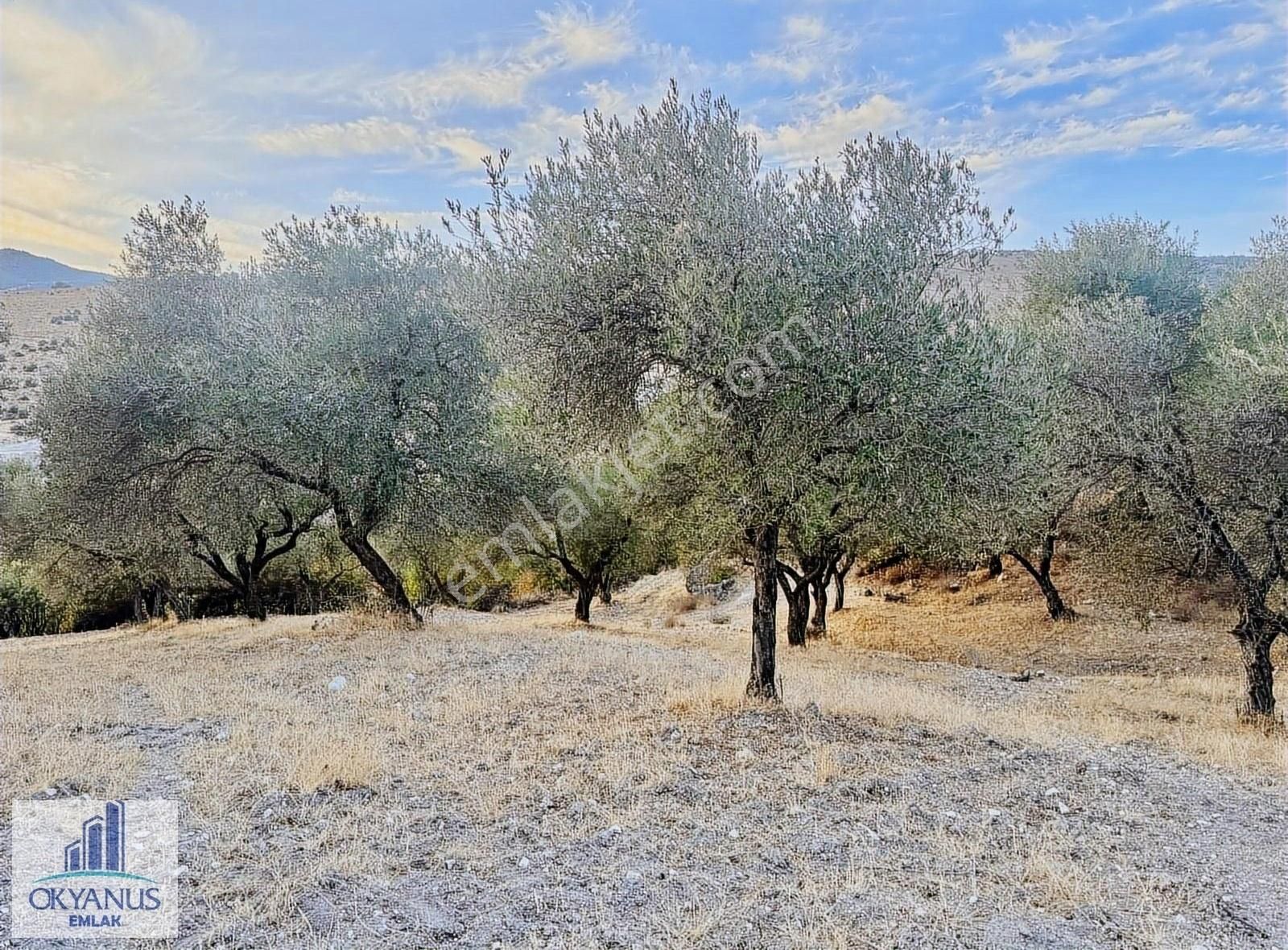 Kağan ' Da 2.900 M2 Zeytinlik, Yola 60 Mt Cepheli , 40 Adet Ağaç - Görsel 24
