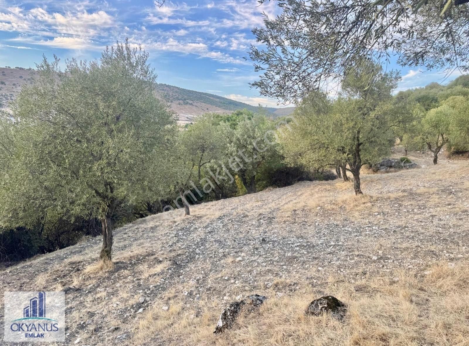 Kağan ' Da 2.900 M2 Zeytinlik, Yola 60 Mt Cepheli , 40 Adet Ağaç - Görsel 5