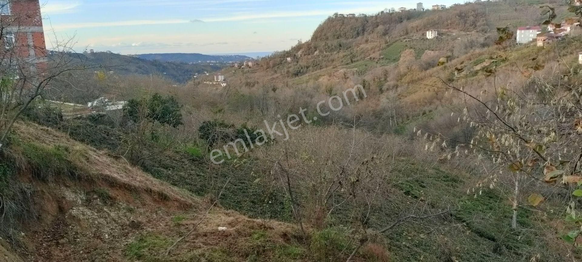 Sürmene Petekli Satılık Muhtelif Arsa Sürmene Petekli De Satılık Yol Kenarı Çok Güzel Arazi