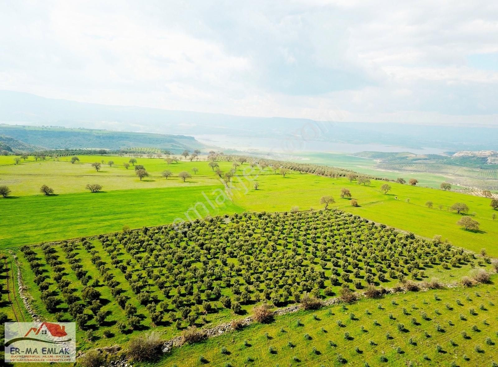 Salihli Hacıköseli Satılık Zeytinlik Salihli'de Satılık 16450 M2 Zeytinlik (video)