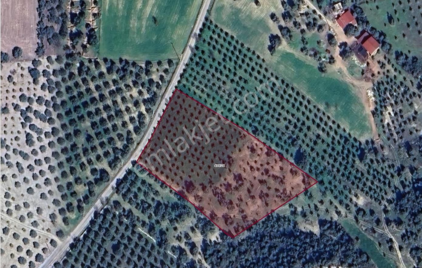 Aydın Bozdoğan Yazıkent'te Yola Sıfır Satılık Fırsat Zeytinlik - Görsel 22