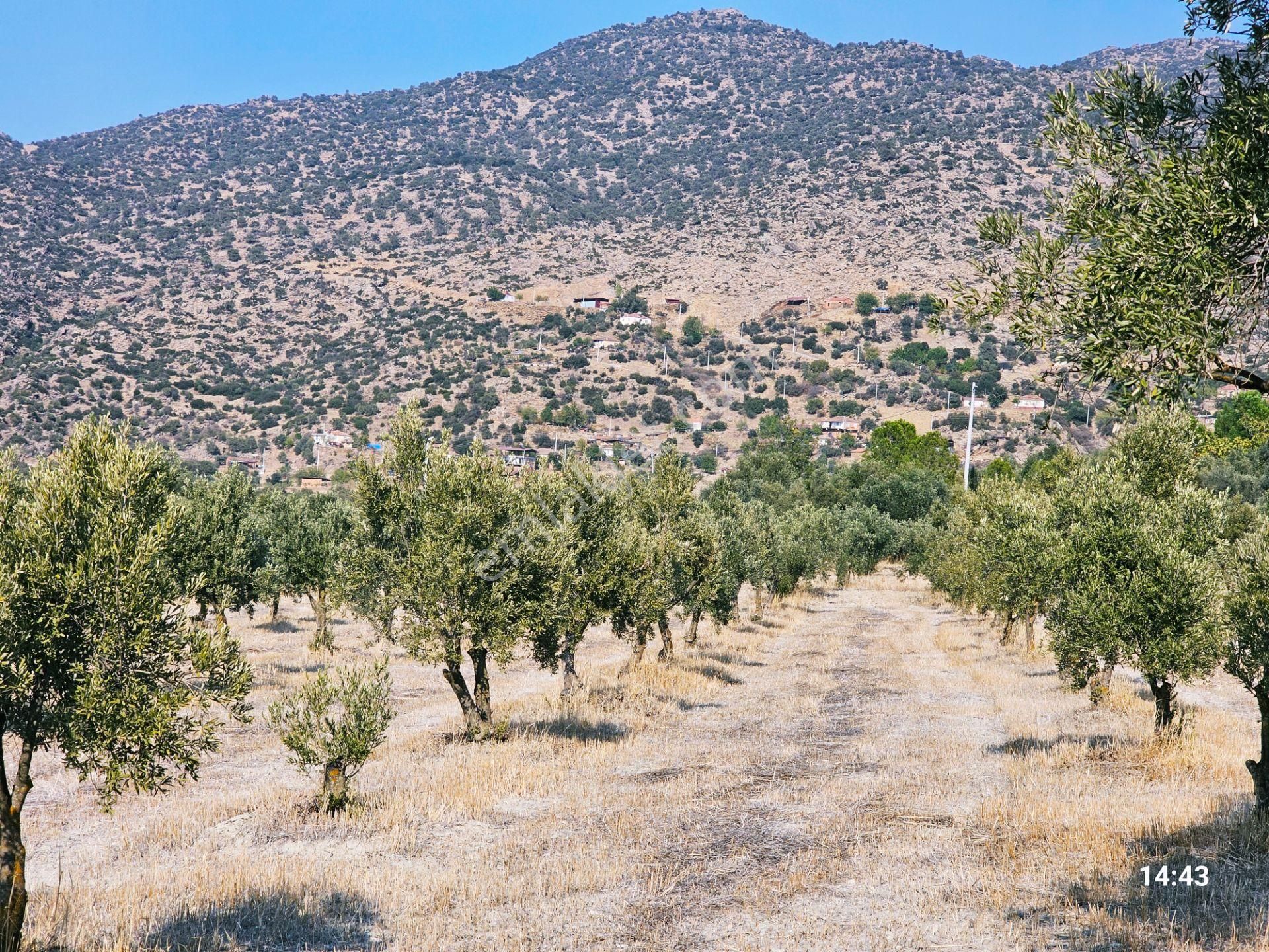 Aydın Bozdoğan Yazıkent'te Yola Sıfır Satılık Fırsat Zeytinlik - Görsel 20