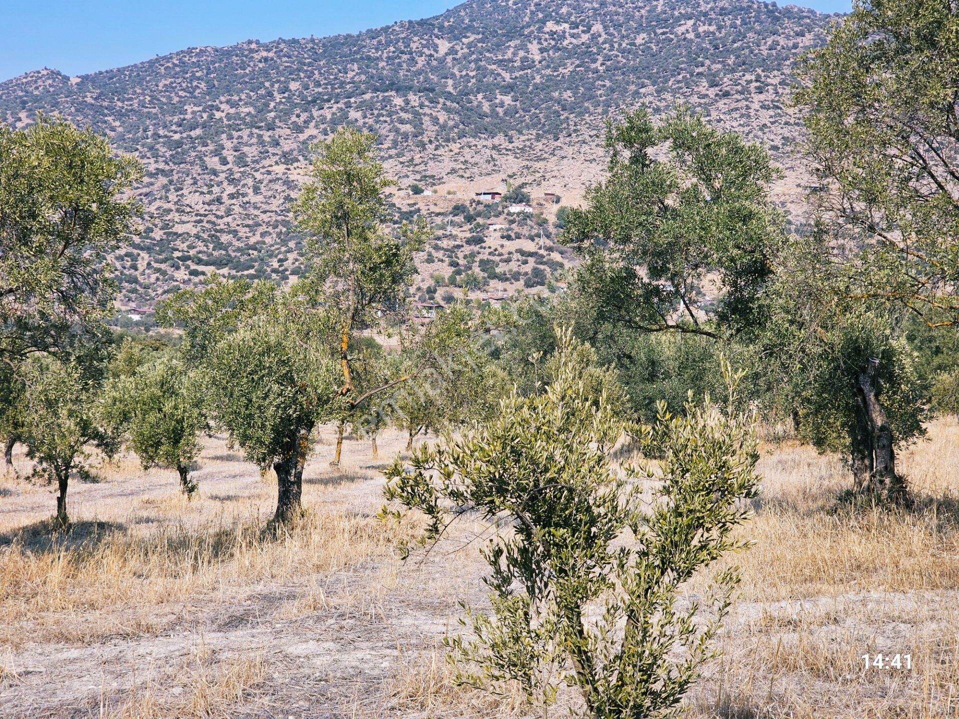 Aydın Bozdoğan Yazıkent'te Yola Sıfır Satılık Fırsat Zeytinlik - Görsel 17