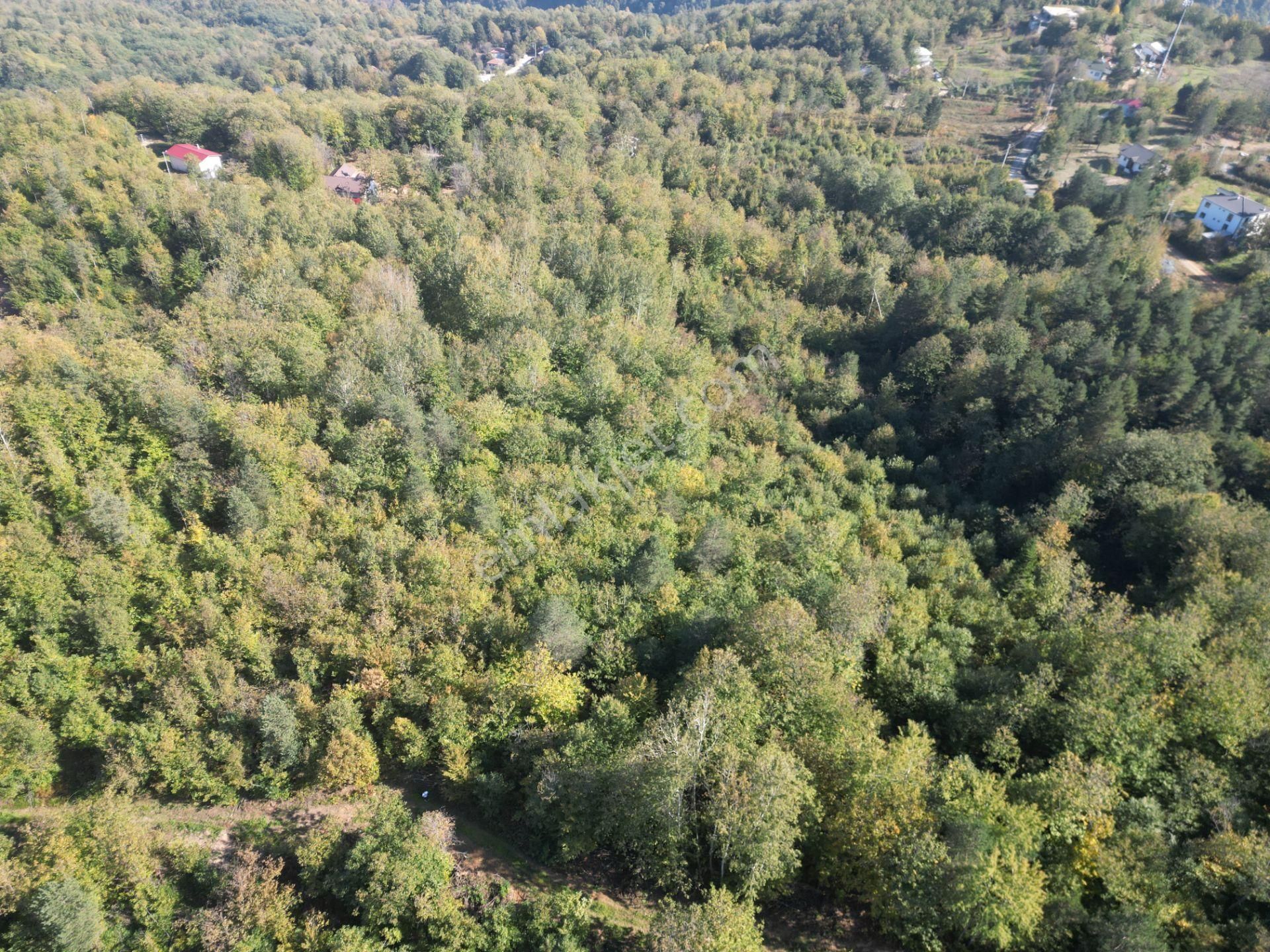 Memnuniye'de 5.546 M2 Manzaralı Ferah Bahçe - Görsel 16