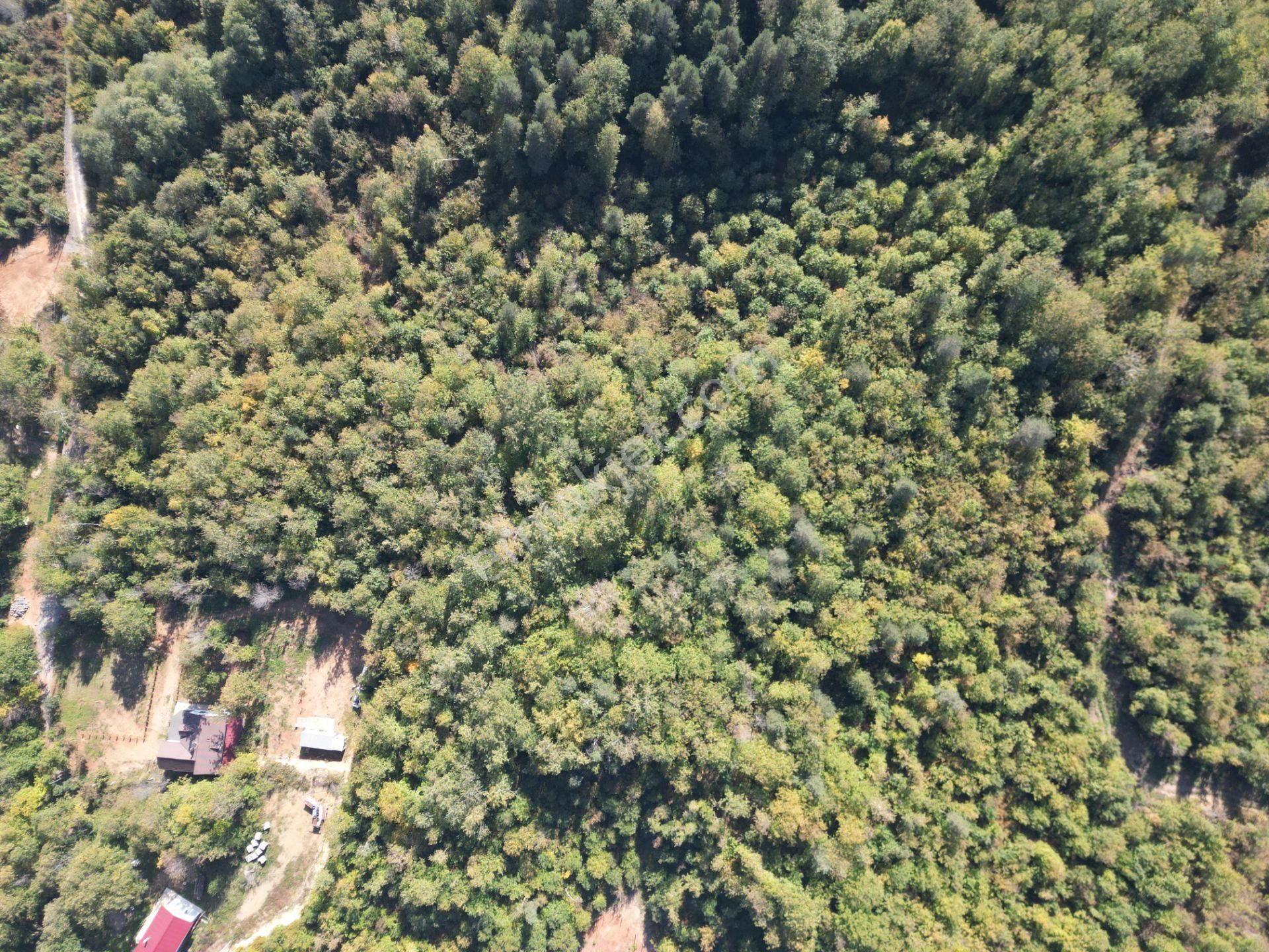 Memnuniye'de 5.546 M2 Manzaralı Ferah Bahçe - Görsel 12