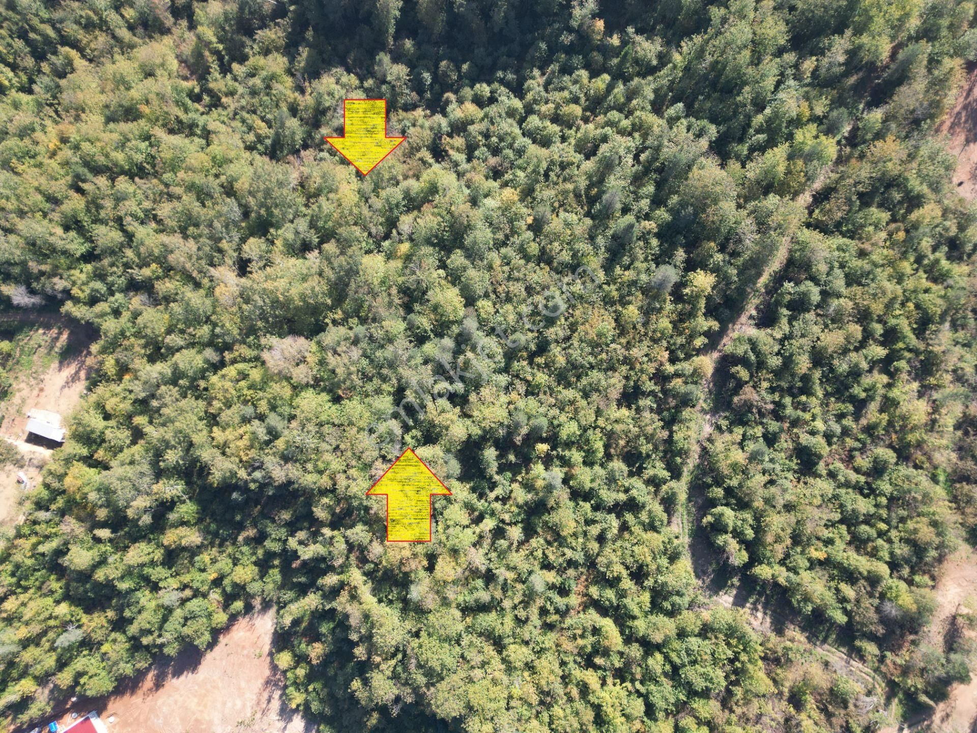 Memnuniye'de 5.546 M2 Manzaralı Ferah Bahçe - Görsel 13