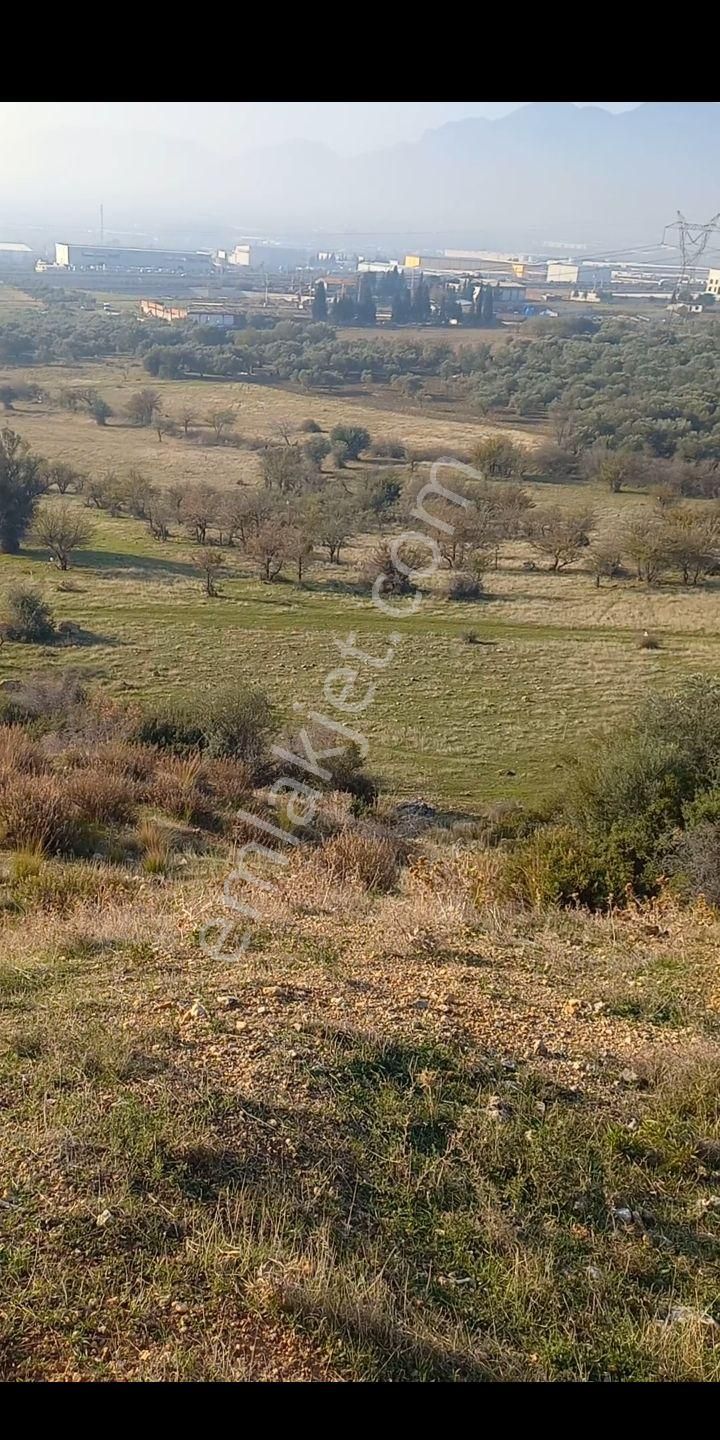 Kemalpaşa Akalanda Otoband Gişe Yakını 30 Dönüm Zeytinlik Tarla - Görsel 7