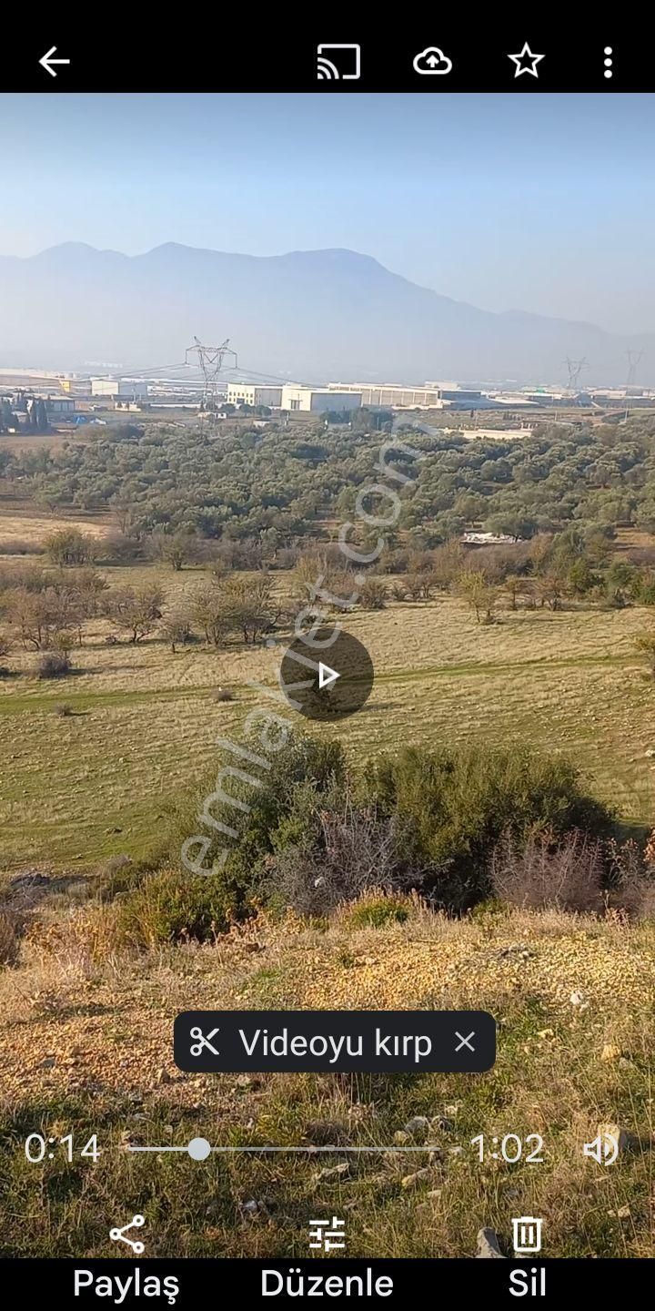Kemalpaşa Akalanda Otoband Gişe Yakını 30 Dönüm Zeytinlik Tarla - Görsel 8