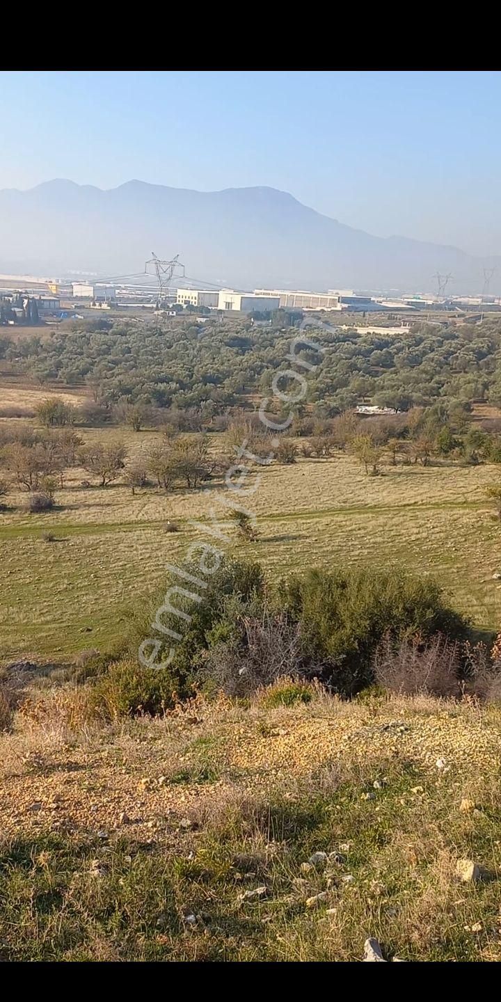 Kemalpaşa Akalanda Otoband Gişe Yakını 30 Dönüm Zeytinlik Tarla - Görsel 5