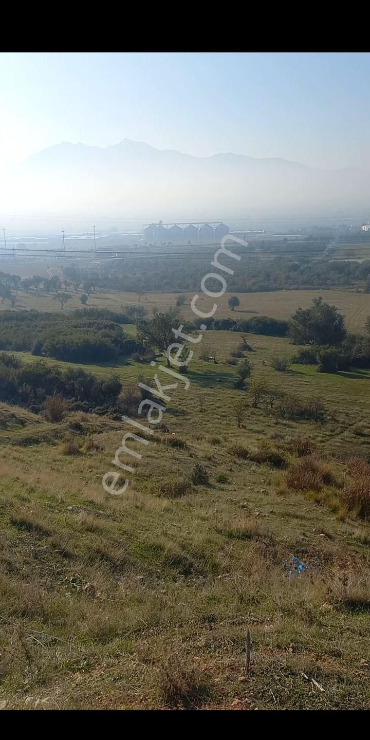 Kemalpaşa Akalanda Otoband Gişe Yakını 30 Dönüm Zeytinlik Tarla - Görsel 11