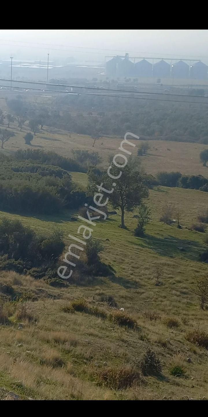 Kemalpaşa Akalanda Otoband Gişe Yakını 30 Dönüm Zeytinlik Tarla - Görsel 2