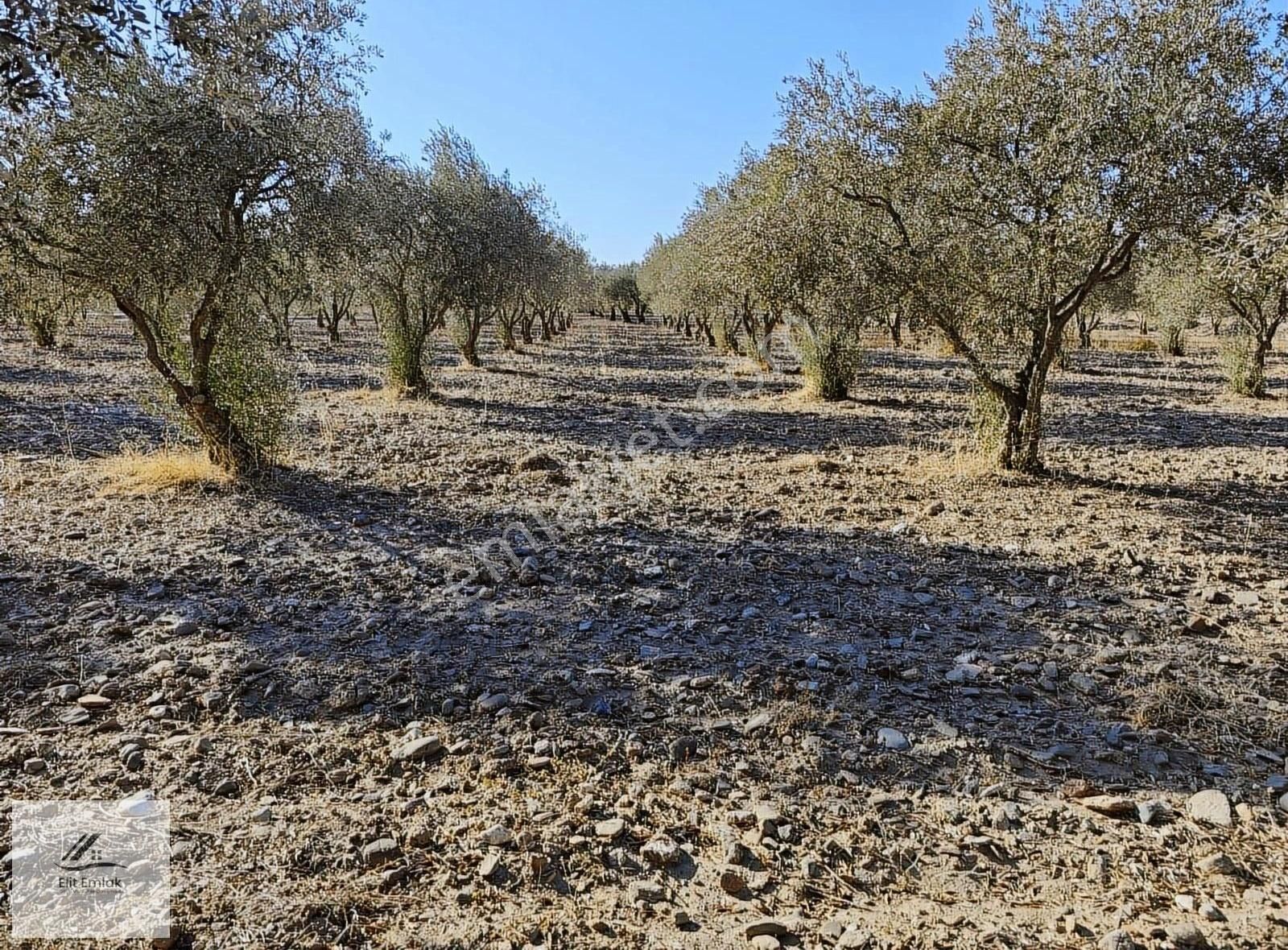 Akhisar Çamönü Satılık Zeytinlik Elit Emlak'tan Satılık Karasonya Yolu Üzeri Bakımlı Zeytinlik