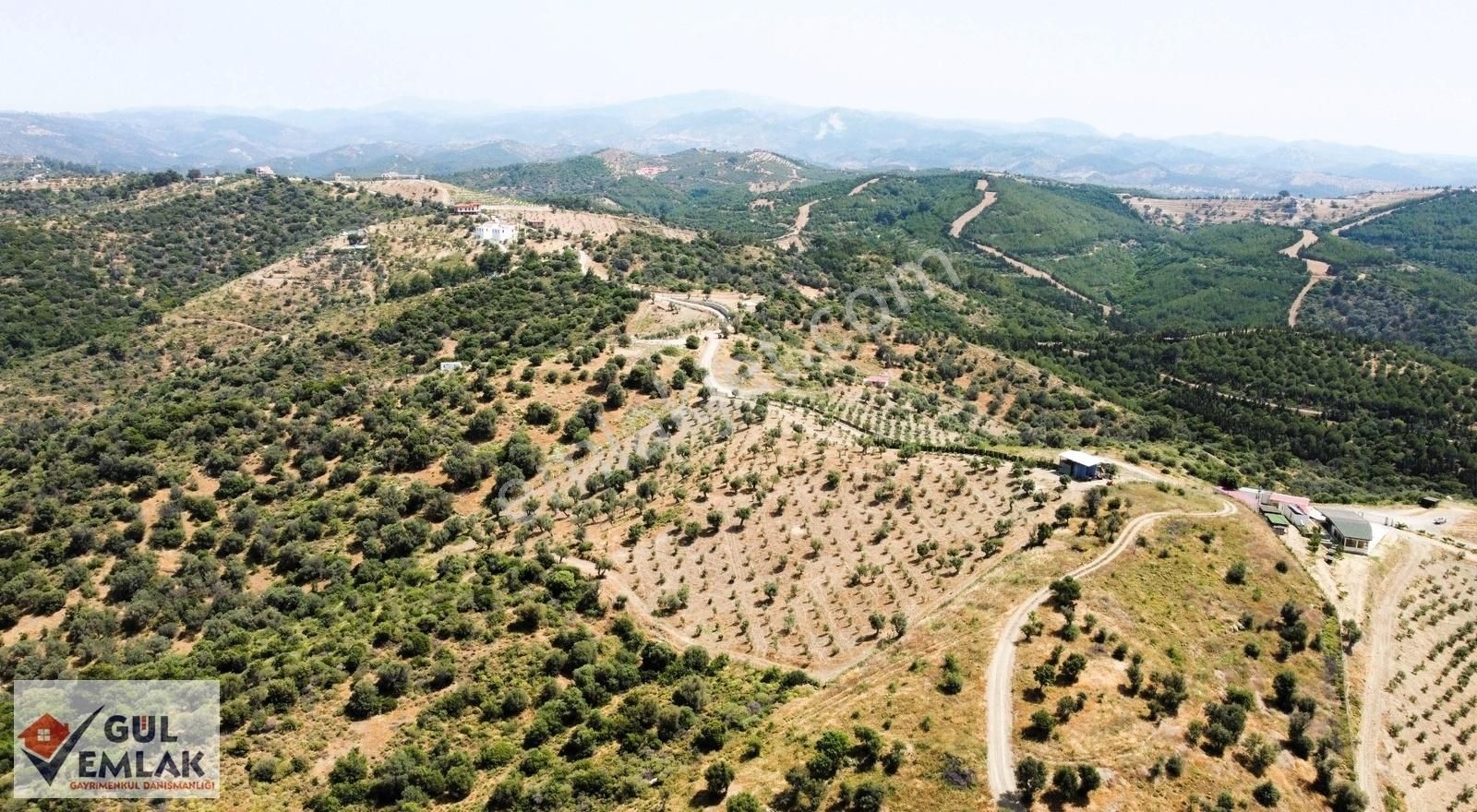 Seferihisar Turabiye Satılık Zeytinlik Deniz Manzaralı Asfalt Yol Cehpeli Muhteşem Zeytinlik