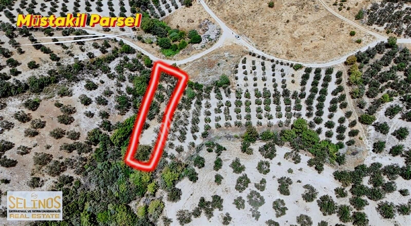 Bergama Eğrigöl Satılık Zeytinlik Selinos'dan Eğrigöl Köyünde 850 M2 Zeytinlik