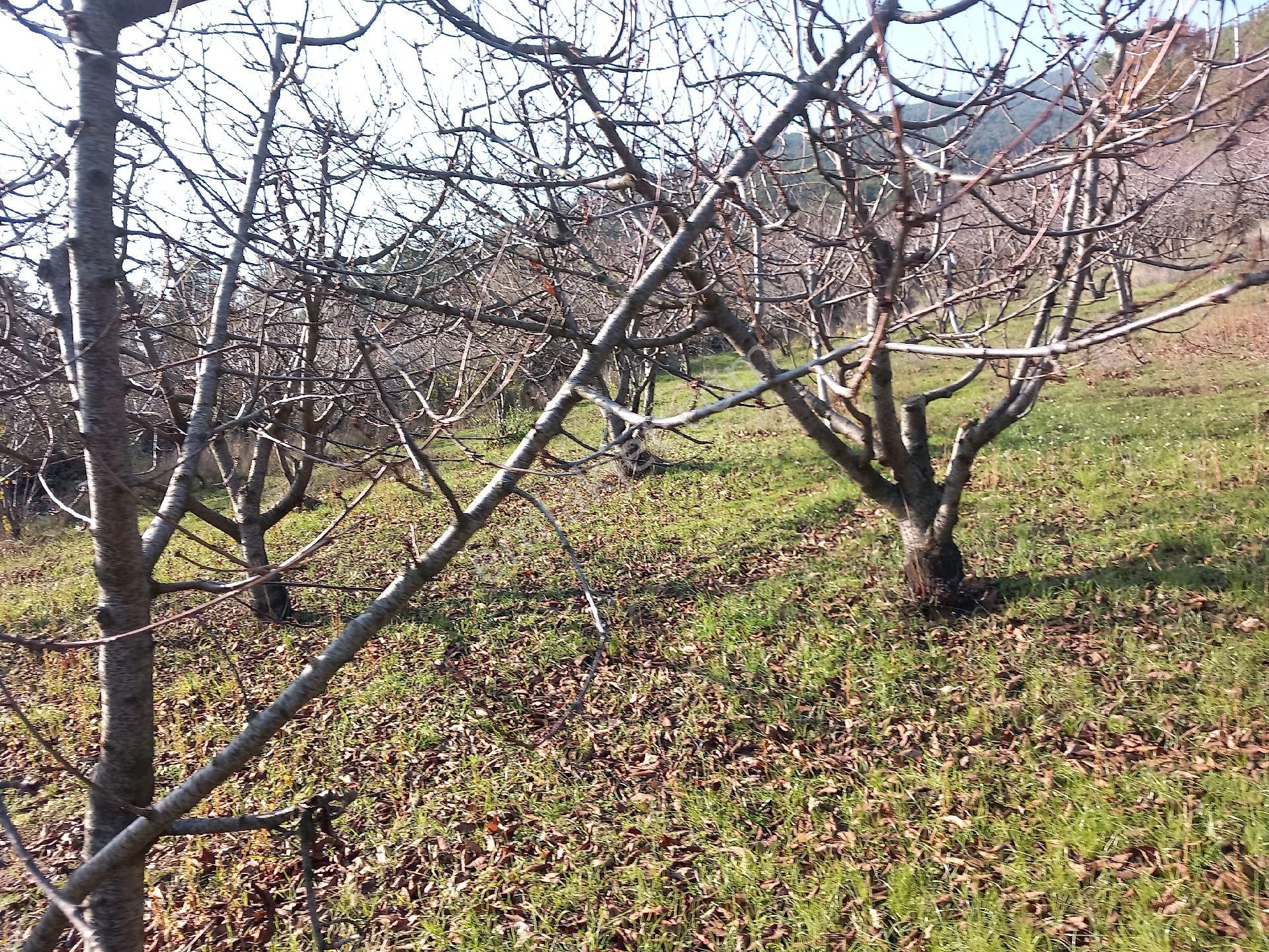 Bayındır Çınardibi Satılık Tarla Torbalı Batı Gayrimenkul Den Satılık Kırazlık