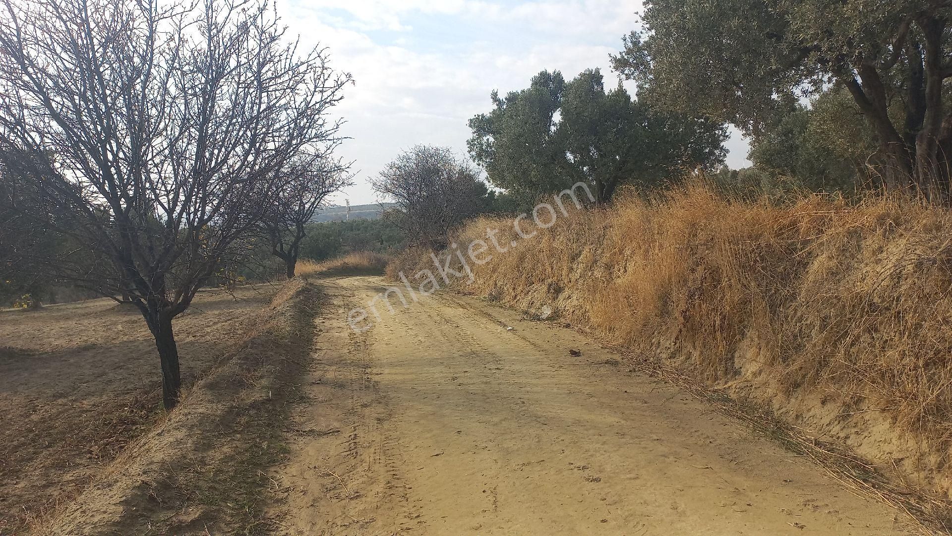 Şarköy Aşağıkalamış Satılık Zeytinlik Aşağı Kalamış Mahallesi'nde 52 Adet Yetişkin Zeytin Ağacı Olan Yolu Olan