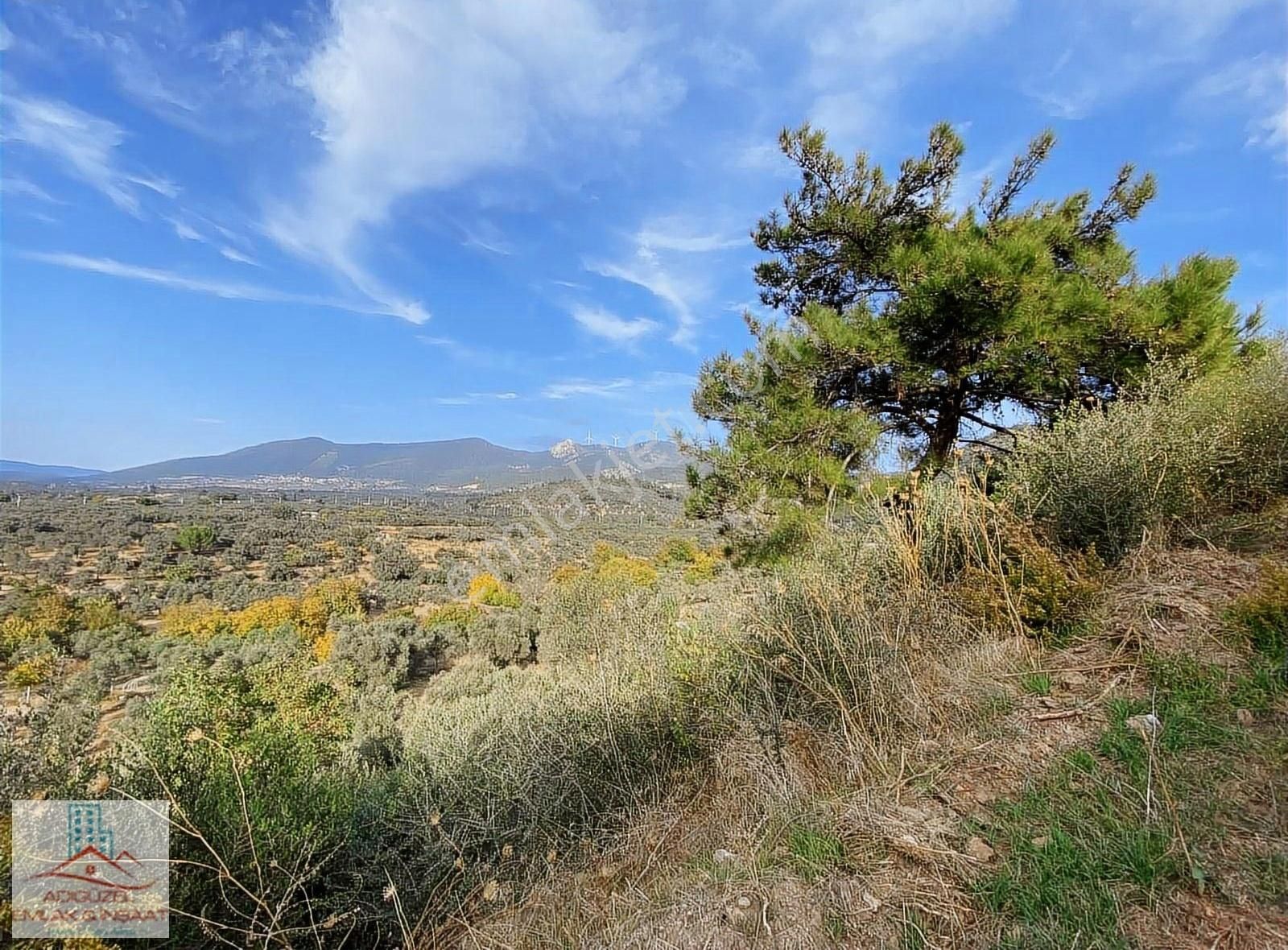 Torbalı Karakızlar Satılık Zeytinlik Adıgüzel'den Karakızlar'da Tek Tapu 6900 M2 Zeytinlik