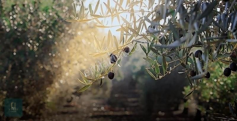 Foça Ilıpınar Satılık Tarla Foça Ilıpınar Mevkii Satılık 17 Dönüm Zeytin Ağaçlı Tarla