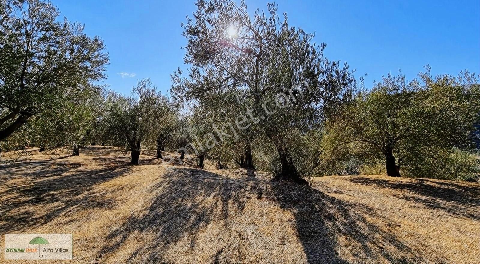 Ayvacık Bahçedere Köyü (Sivrice) Satılık Zeytinlik Bahçedere Köyü'nde Satılık Yol Cepheli 13 Dönüm Zeytinlik