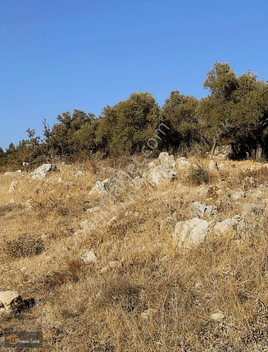 Milas Çamköy Satılık Tarla Milas Çam İncirli Mah.suyu Elekt Yola Sıfır 10.754mt Tarla