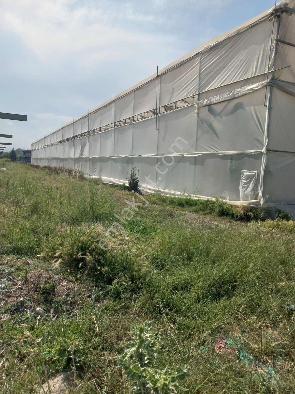 Mersin Akdeni Kola Fabrikası Deniz Tarafı Satılık Muz Bahçesi