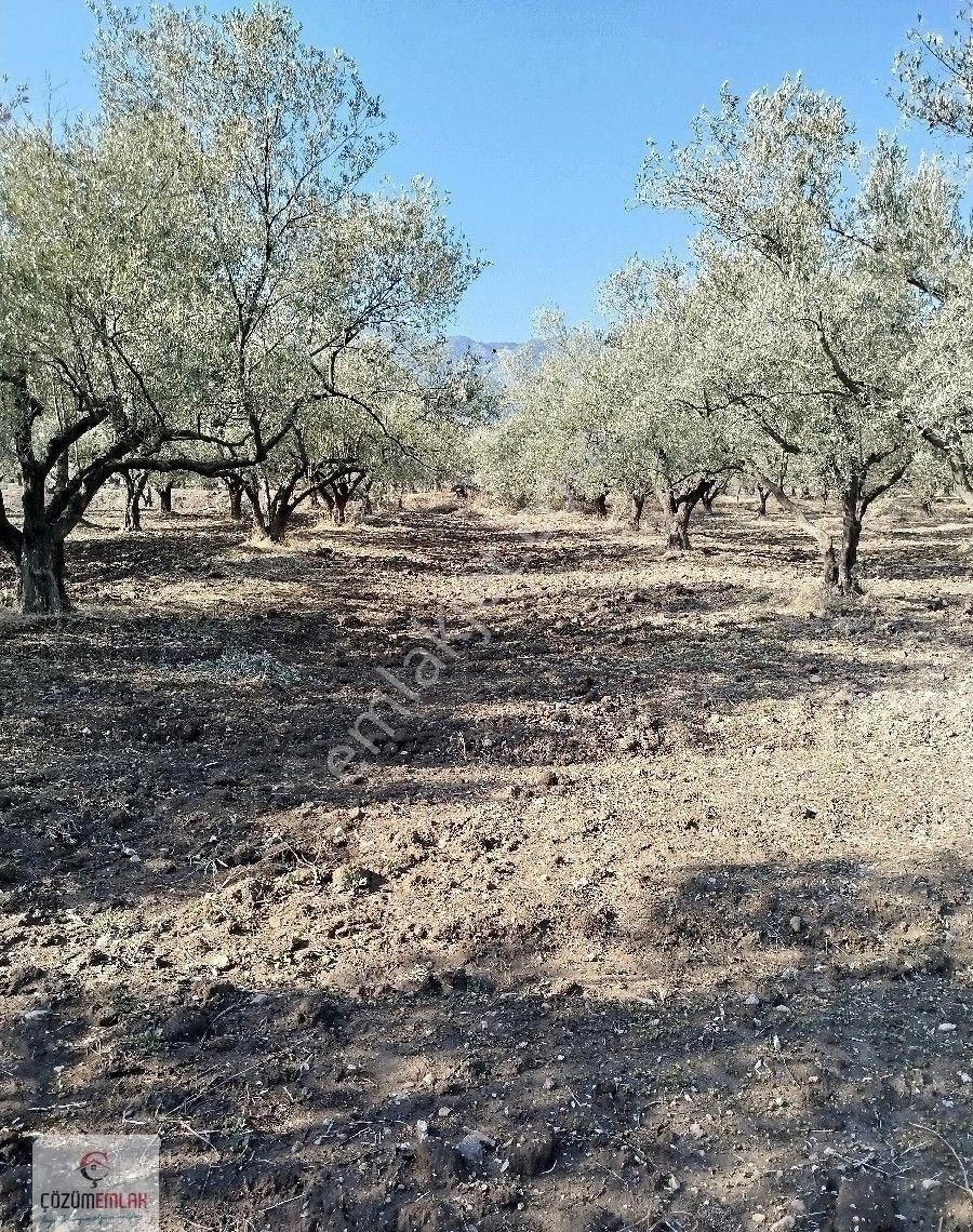 Kırkağaç Şaireşrefte Satılık Zeytinlik - Görsel 15