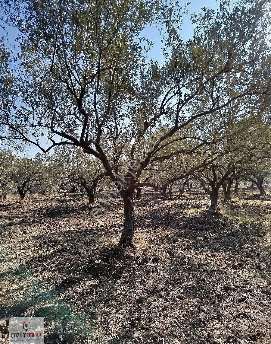 Kırkağaç Şaireşrefte Satılık Zeytinlik - Görsel 18