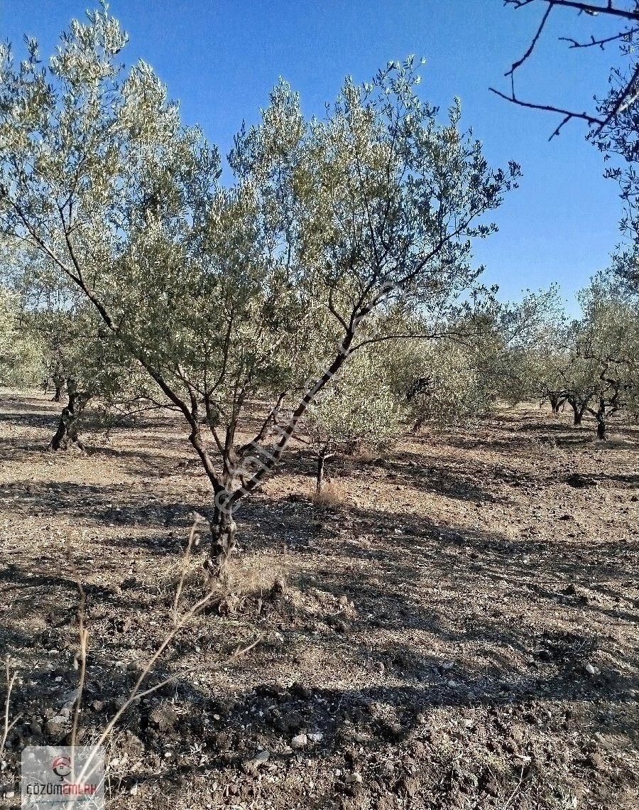 Kırkağaç Şaireşrefte Satılık Zeytinlik - Görsel 8