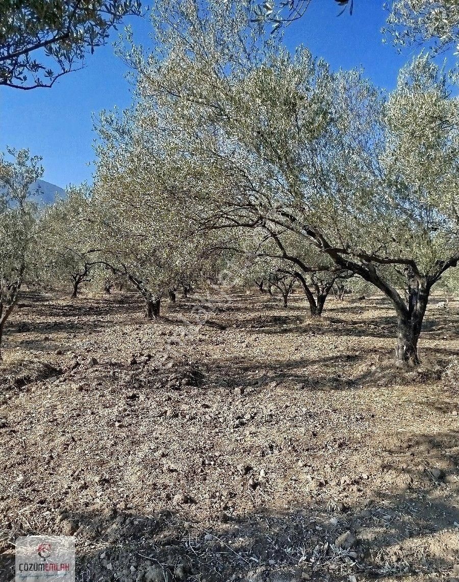 Kırkağaç Şair Eşref Satılık Zeytinlik Kırkağaç Şaireşrefte Satılık Zeytinlik