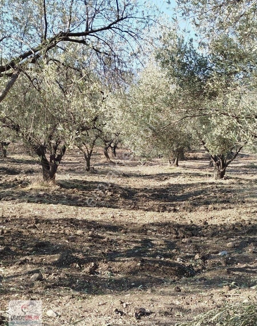 Kırkağaç Şaireşrefte Satılık Zeytinlik - Görsel 17